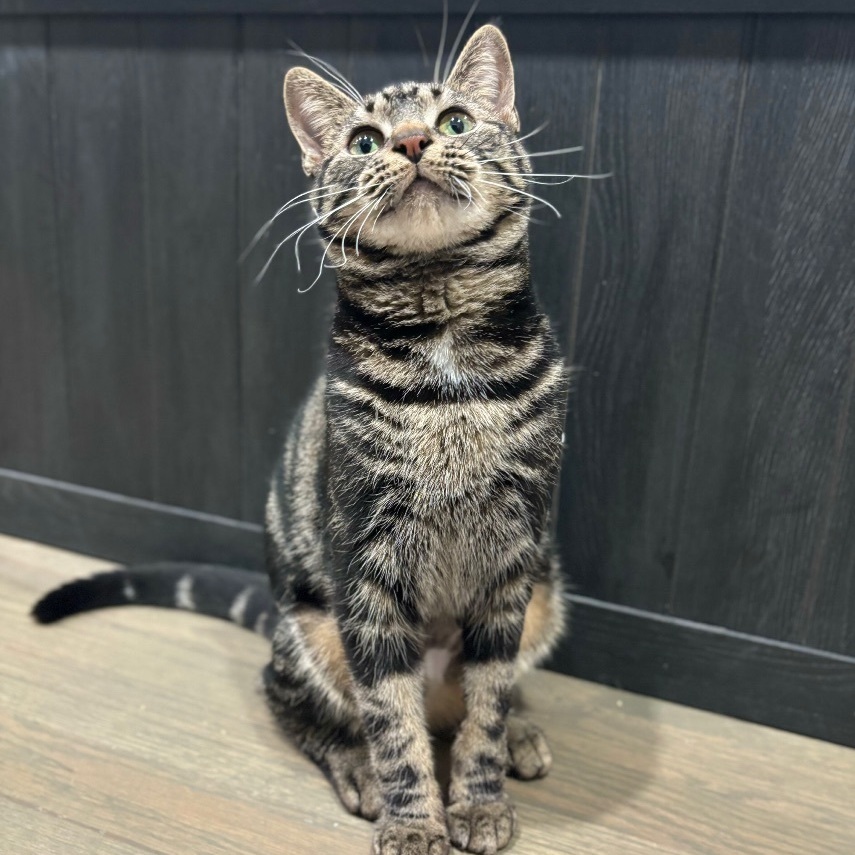 Enlarge Annie, a Adopted Domestic Short Hair in Fresh Meadows, NY image 3/6