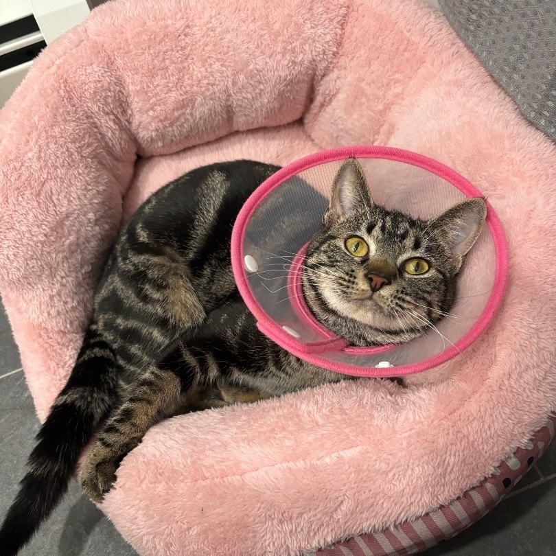 Enlarge Annie, a Adopted Domestic Short Hair in Fresh Meadows, NY image 4/6