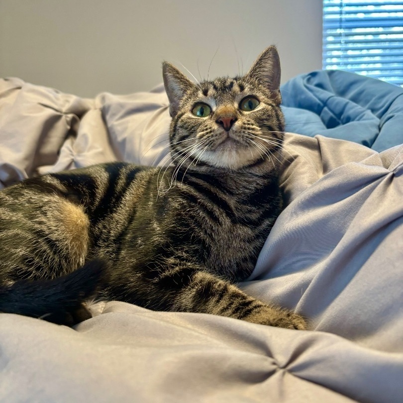 Enlarge Annie, a Adopted Domestic Short Hair in Fresh Meadows, NY image 2/6