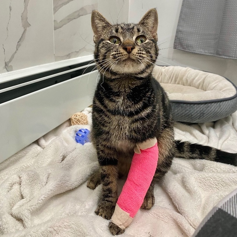 Enlarge Annie, a Adopted Domestic Short Hair in Fresh Meadows, NY image 5/6