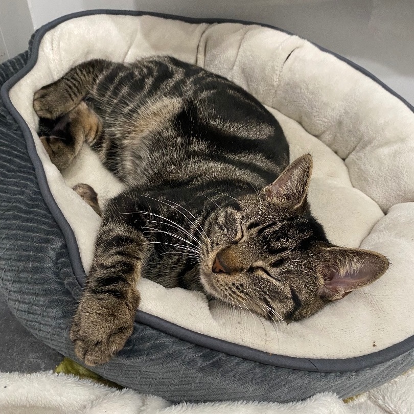 Enlarge Annie, a Adopted Domestic Short Hair in Fresh Meadows, NY image 6/6