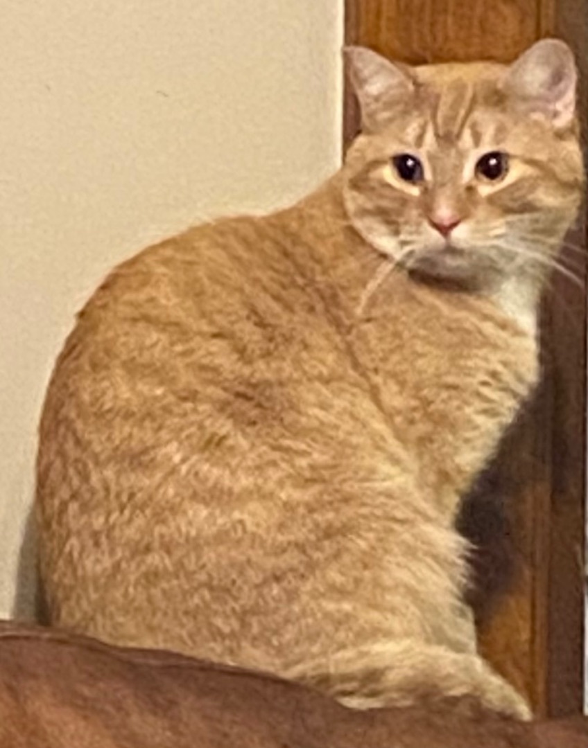 Cheeto, a Adoptable Domestic Short Hair in Schererville, IN image 1/6