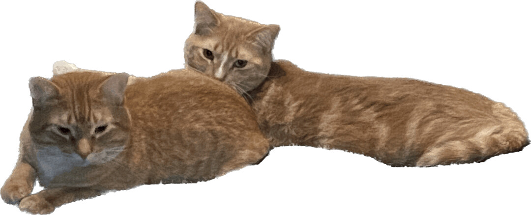 Cheeto, a Adoptable Domestic Short Hair in Schererville, IN image 2/6