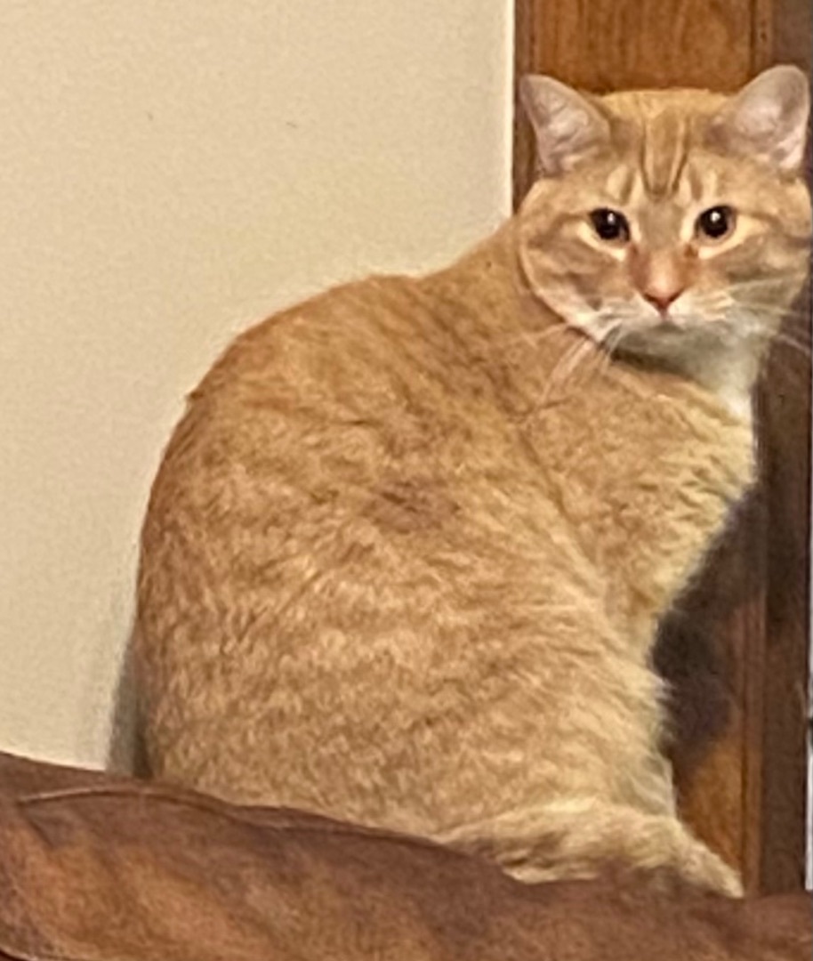 Cheeto, a Adoptable Domestic Short Hair in Schererville, IN image 3/6