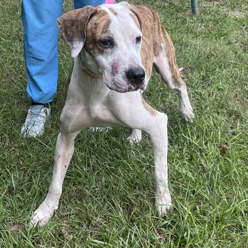 Enlarge Danny, a Adoptable Coonhound in Clanton, AL image 1/1