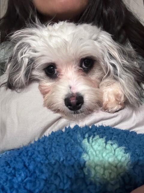 Enlarge Luna, a ADOPTABLE mixed breed in Oakdale, CA image 1/5