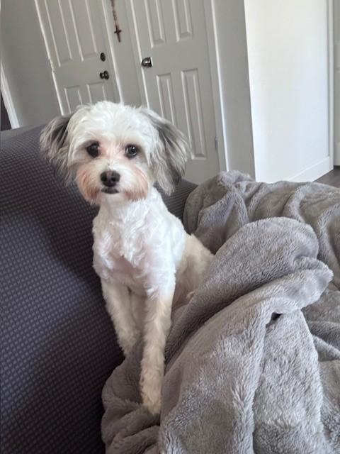 Enlarge Luna, a ADOPTABLE mixed breed in Oakdale, CA image 2/5