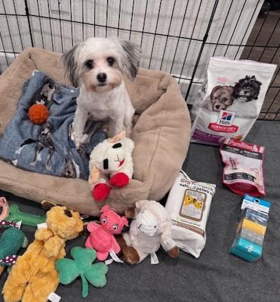 Enlarge Luna, a ADOPTABLE mixed breed in Oakdale, CA image 3/5