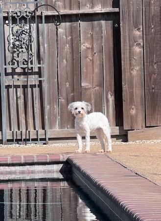 Enlarge Luna, a ADOPTABLE mixed breed in Oakdale, CA image 5/5