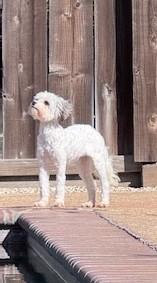 Enlarge Luna, a ADOPTABLE mixed breed in Oakdale, CA image 4/5