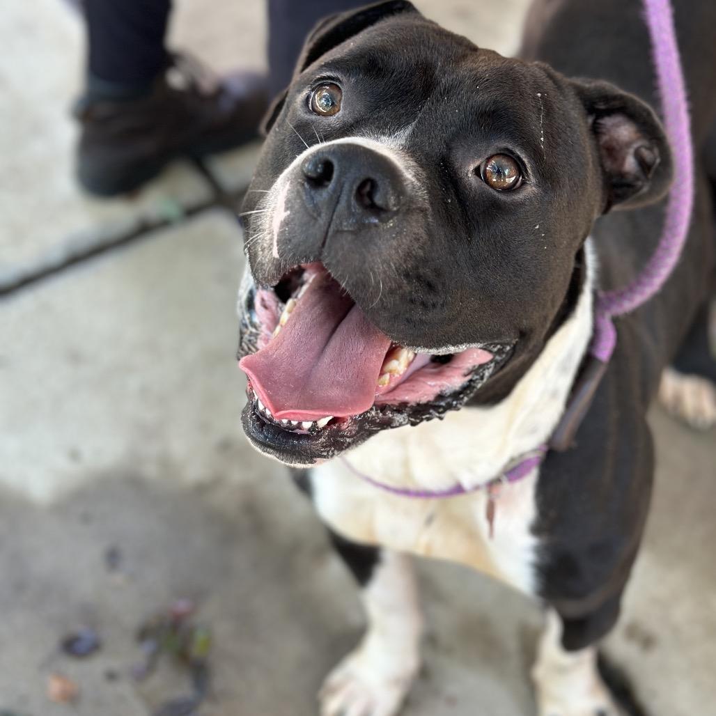 Ludwig 1209 — thumbnail 6