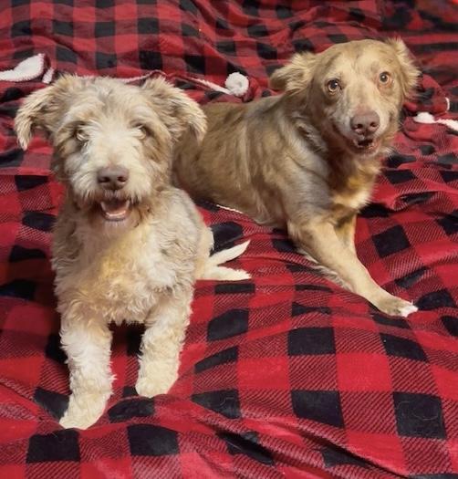 Enlarge Stubby and Max, a ADOPTABLE Miniature Pinscher in West Hartford , CT image 2/5