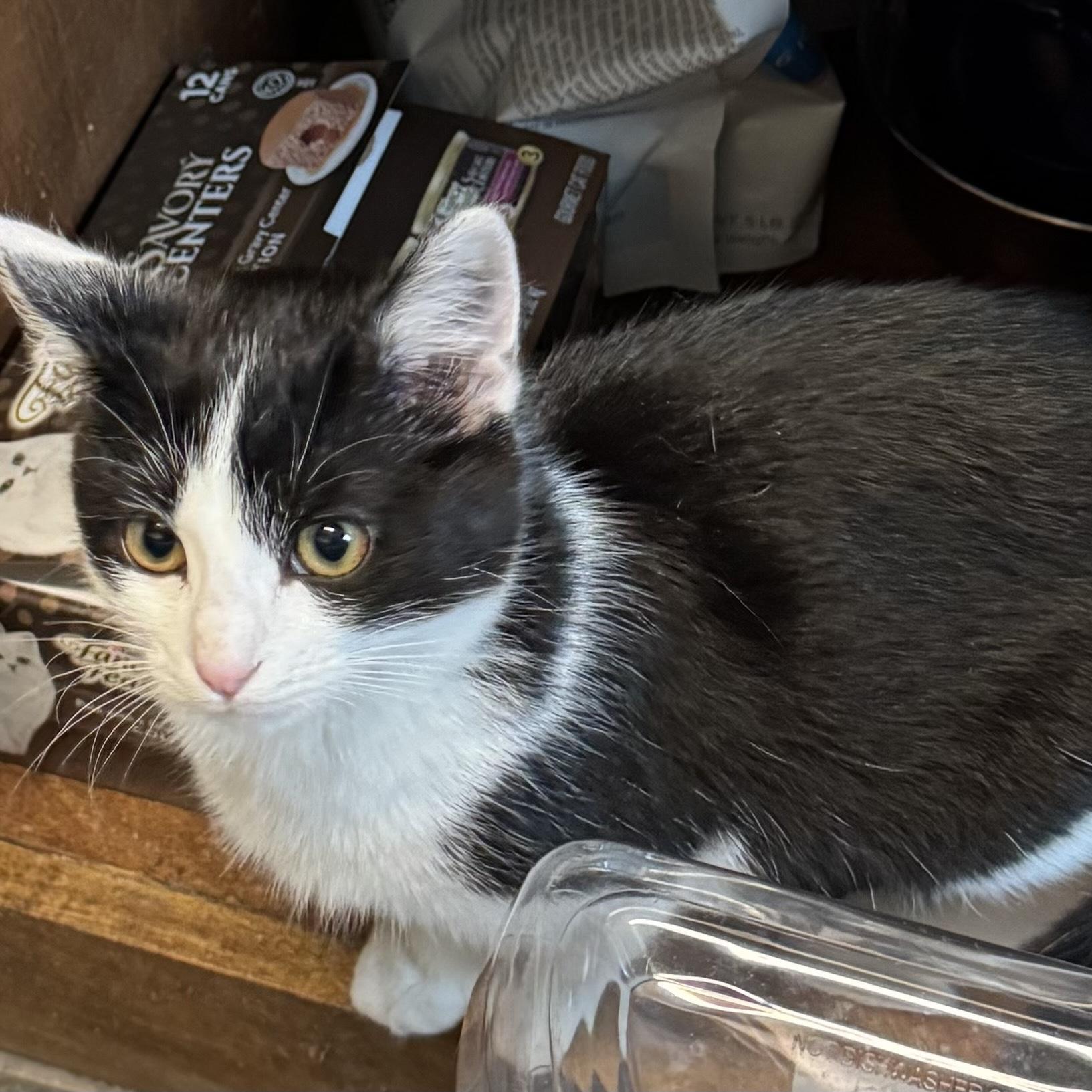 Enlarge  Olive Oyl, an adopted Domestic Short Hair in Bentonville, AR image 3/3