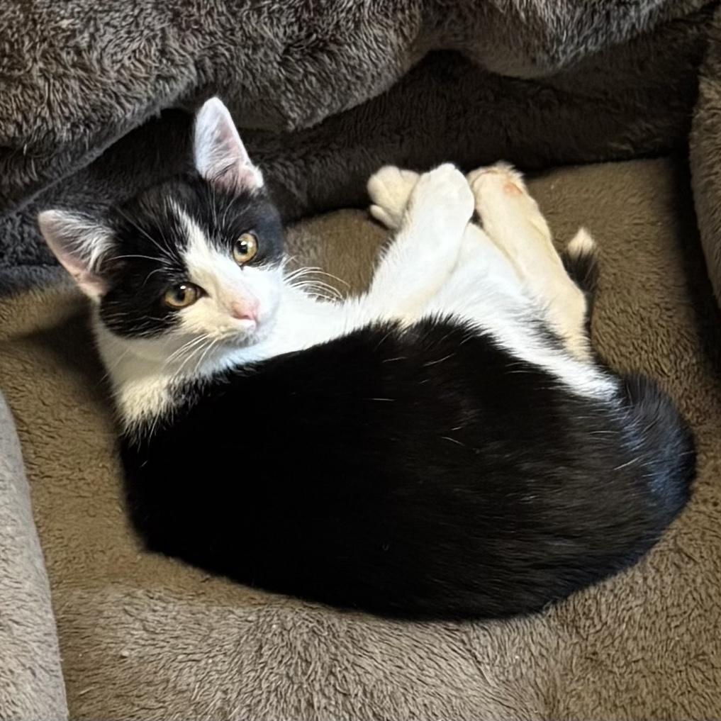 Enlarge  Olive Oyl, an adopted Domestic Short Hair in Bentonville, AR image 1/3