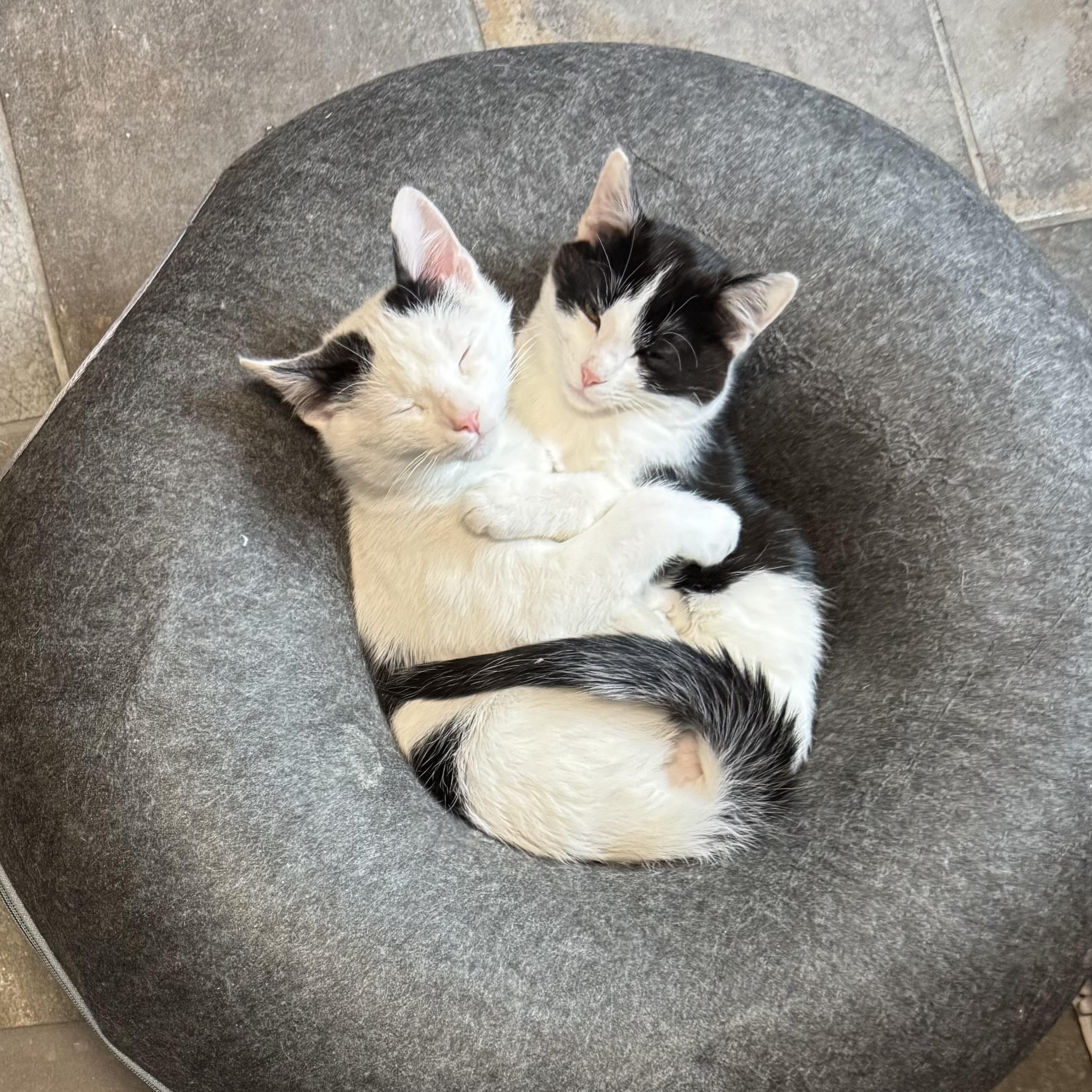 Enlarge  Olive Oyl, an adopted Domestic Short Hair in Bentonville, AR image 2/3