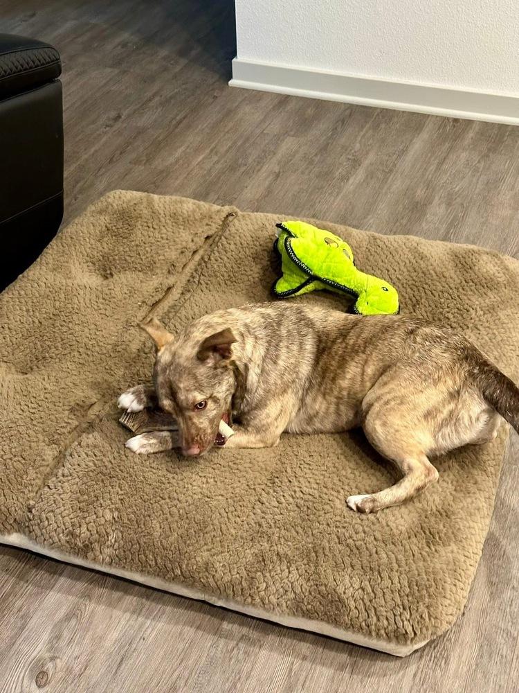 Rowan, Adoptable, Adult Male Terrier.