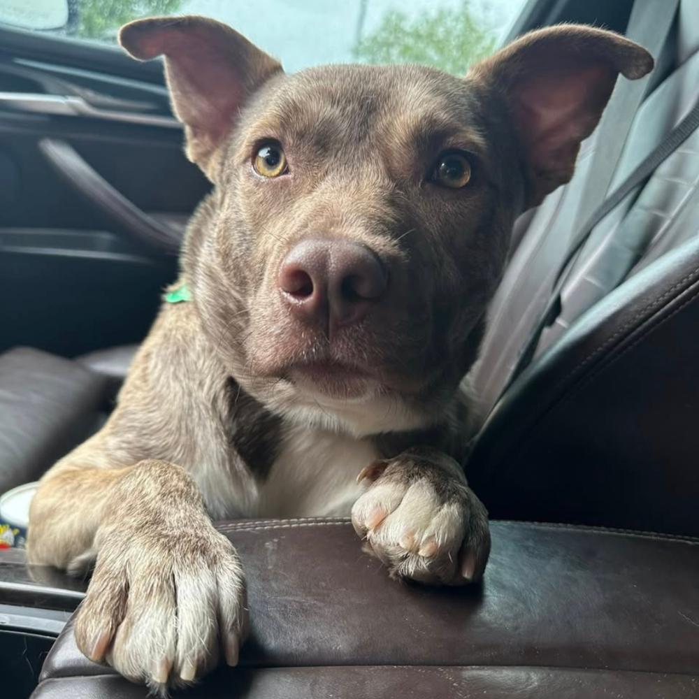 Enlarge Rowan, a Adoptable mixed breed in Colorado Springs, CO image 2/4