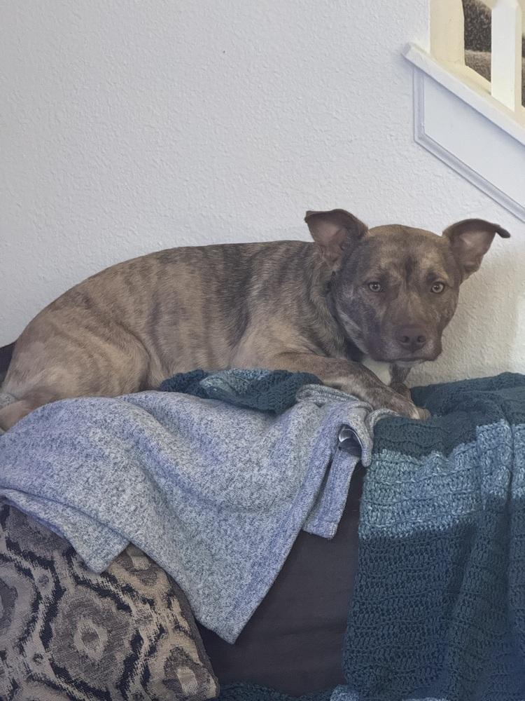 Enlarge Rowan, a Adoptable mixed breed in Colorado Springs, CO image 4/4