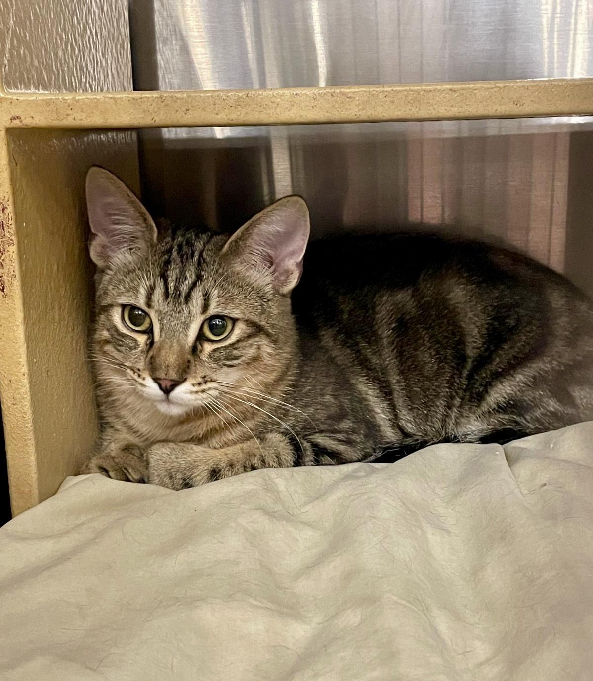 Enlarge Epcot, a Adoptable Tabby in San Juan Capistrano, CA image 3/6