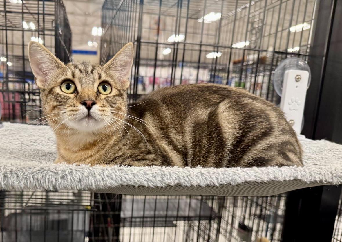 Enlarge Epcot, a Adoptable Tabby in San Juan Capistrano, CA image 4/6