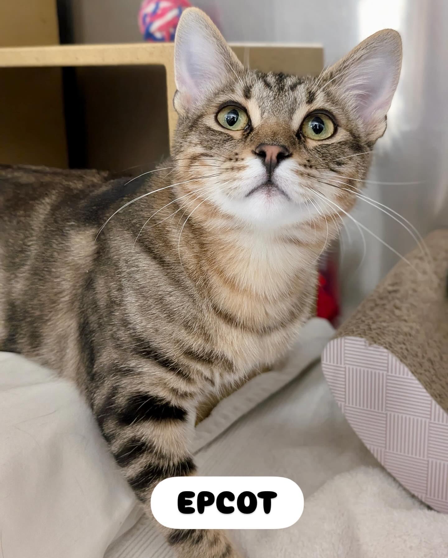 Enlarge Epcot, a Adoptable Tabby in San Juan Capistrano, CA image 2/6