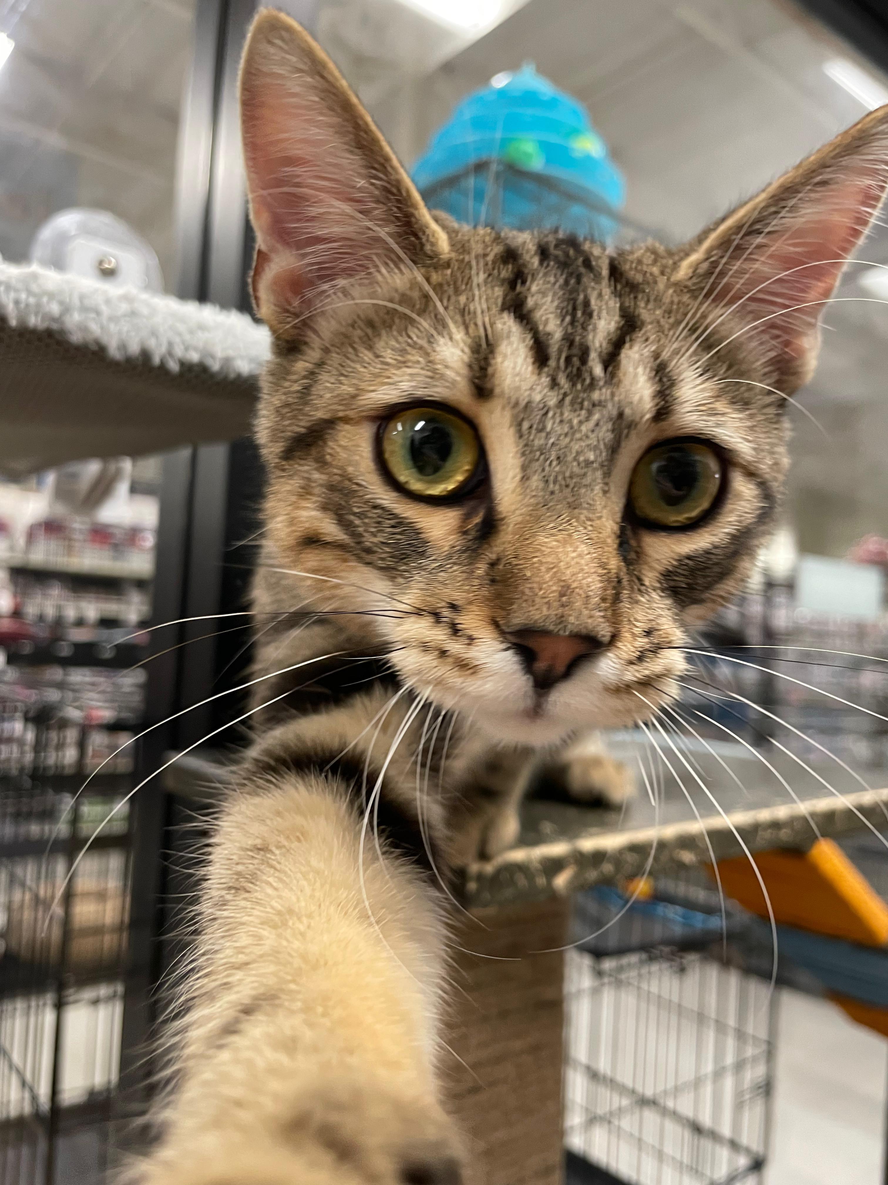 Epcot, Adoptable, Young Male Tabby.