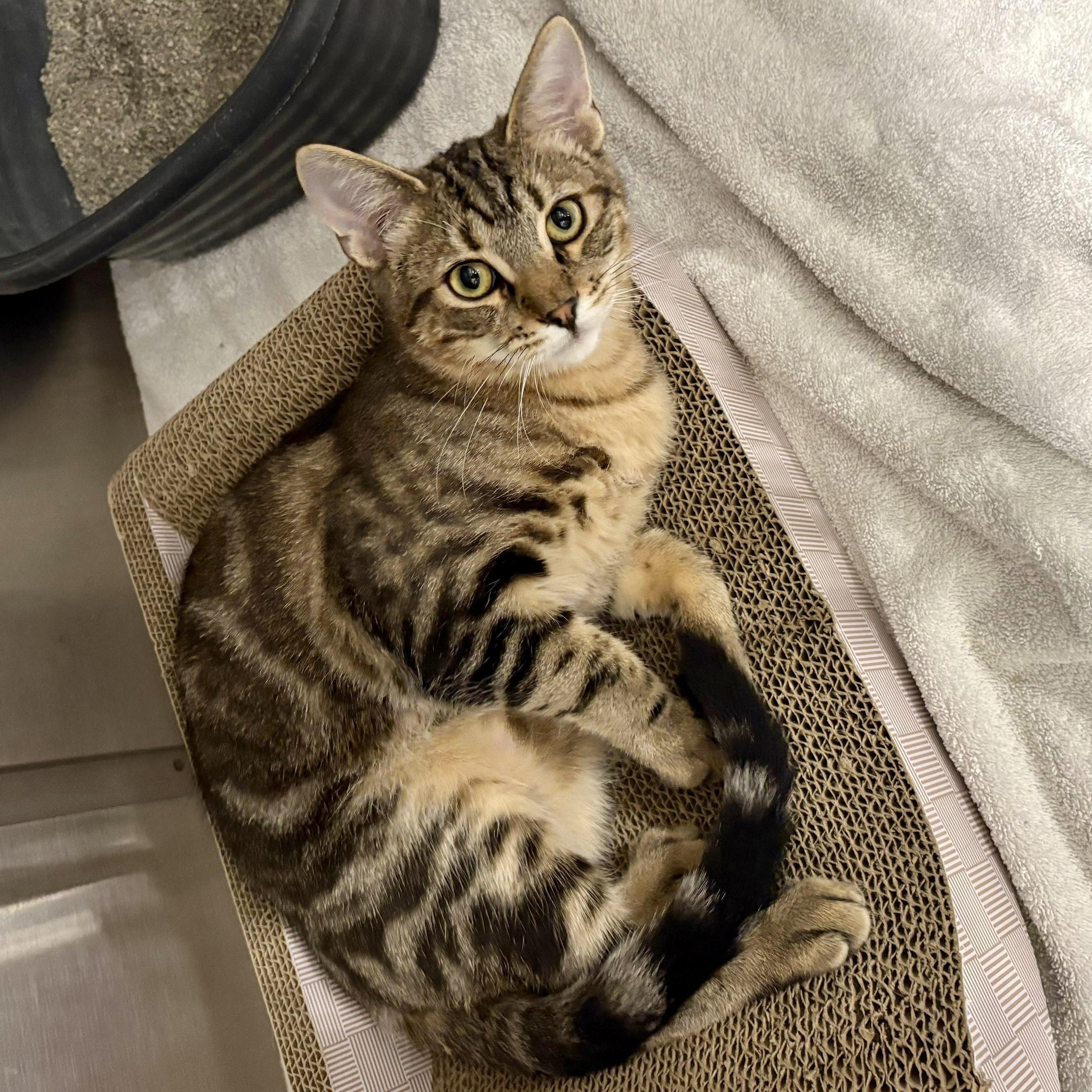 Enlarge Epcot, a Adoptable Tabby in San Juan Capistrano, CA image 5/6