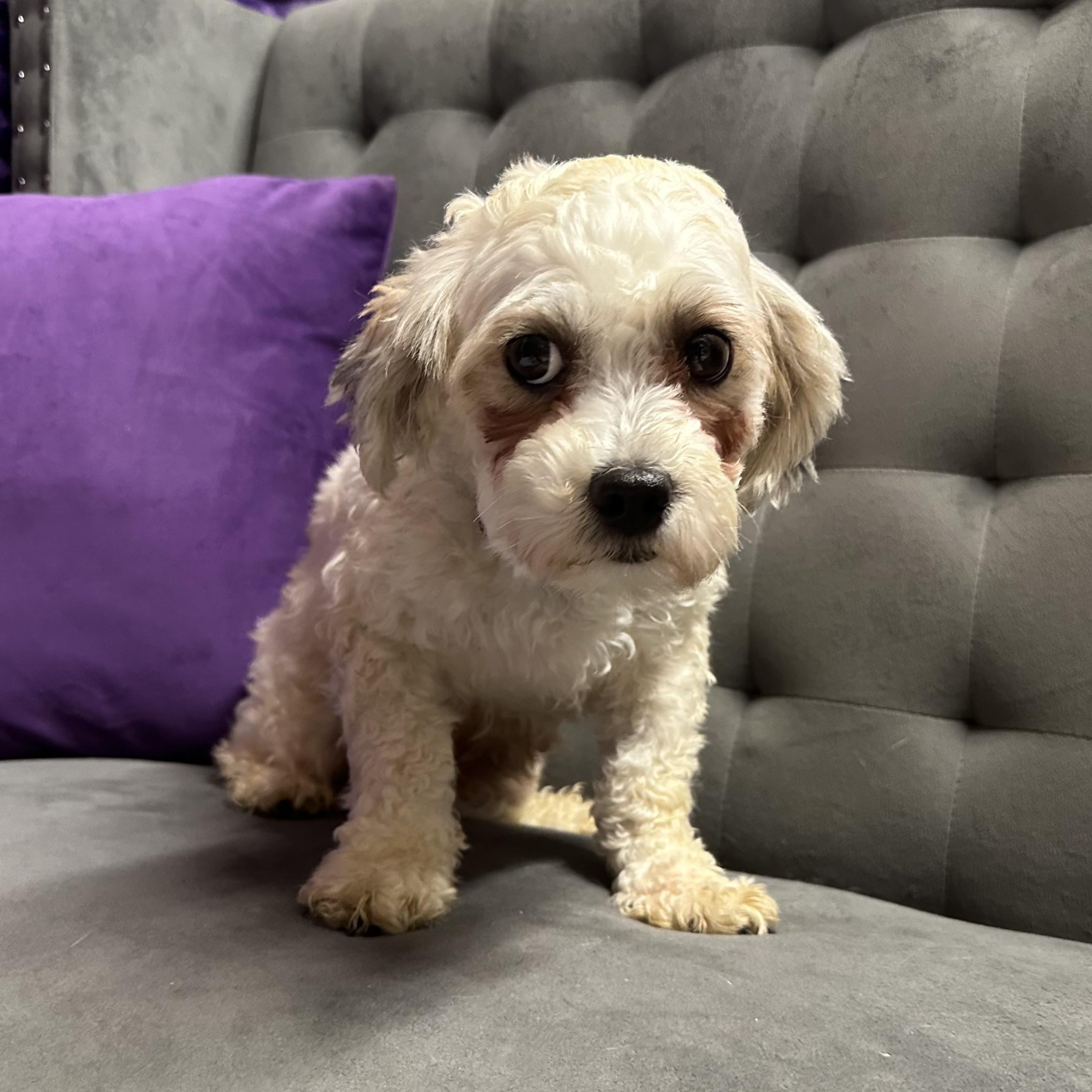 Helga (28)- Home Visit in Process, adopted, Adult Female Shih Tzu & Bichon Frise.