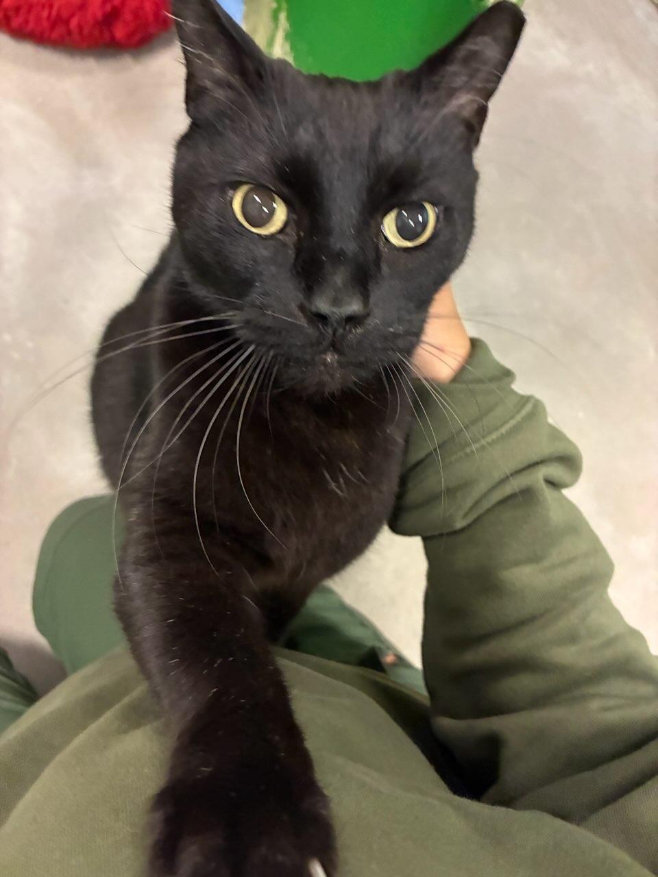 Enlarge 4317 Onyx, an adopted Domestic Short Hair in Phoenix, AZ image 3/4