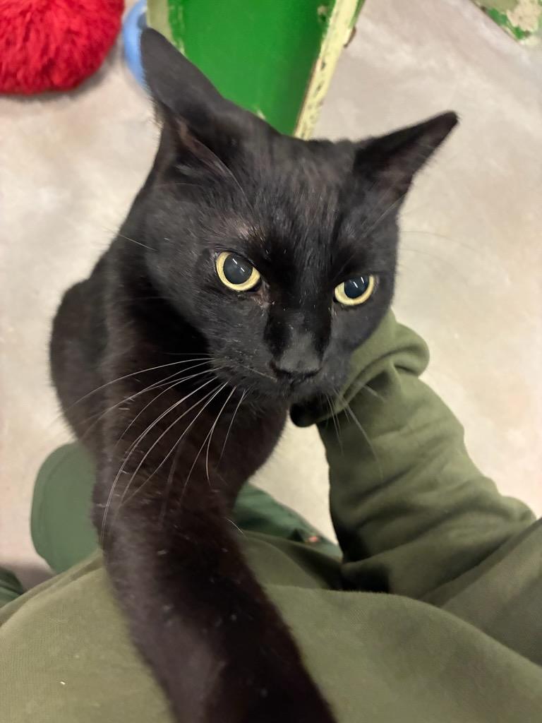 Enlarge 4317 Onyx, an adopted Domestic Short Hair in Phoenix, AZ image 2/4