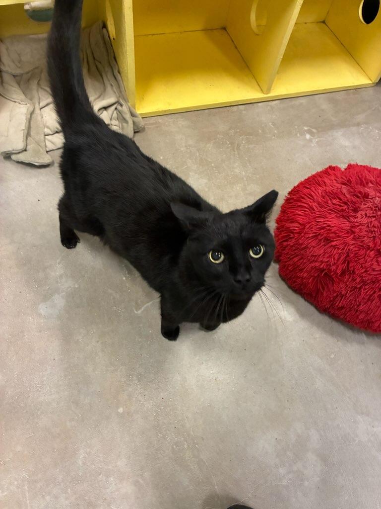 Enlarge 4317 Onyx, an adopted Domestic Short Hair in Phoenix, AZ image 1/4