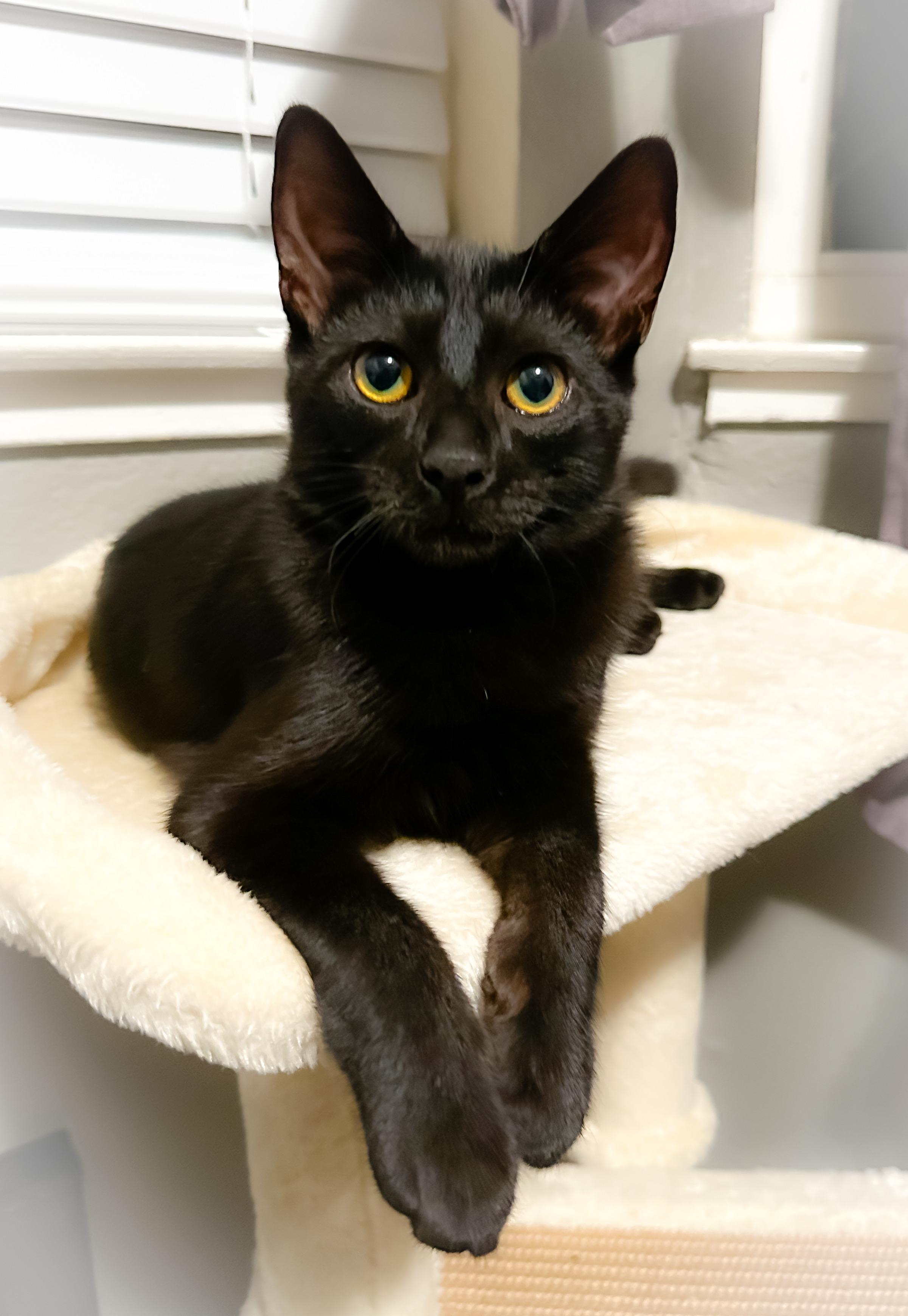 Enlarge Chibs, a Adoptable Domestic Short Hair in Oakley, CA image 3/4