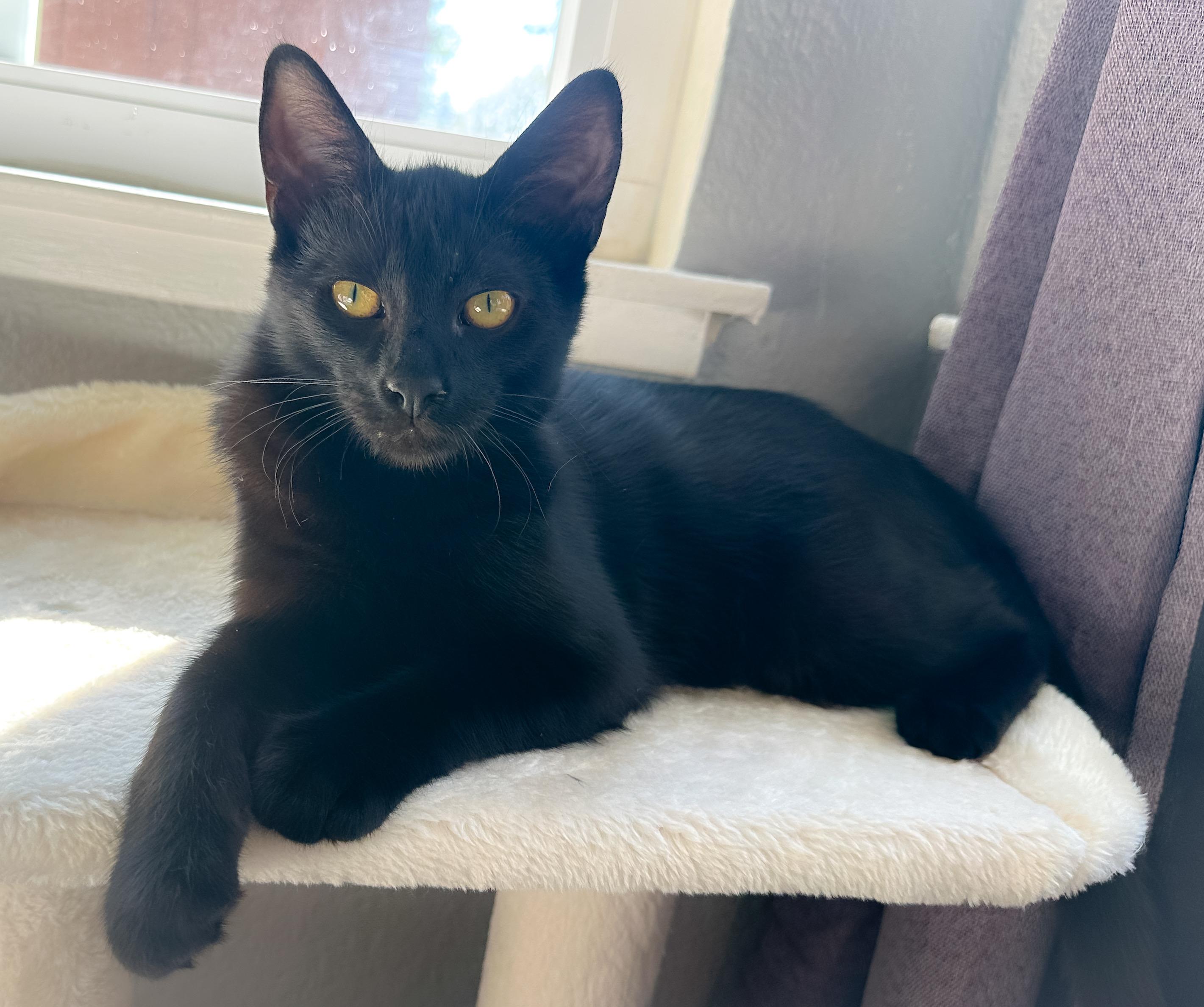 Enlarge Chibs, a Adoptable Domestic Short Hair in Oakley, CA image 1/4