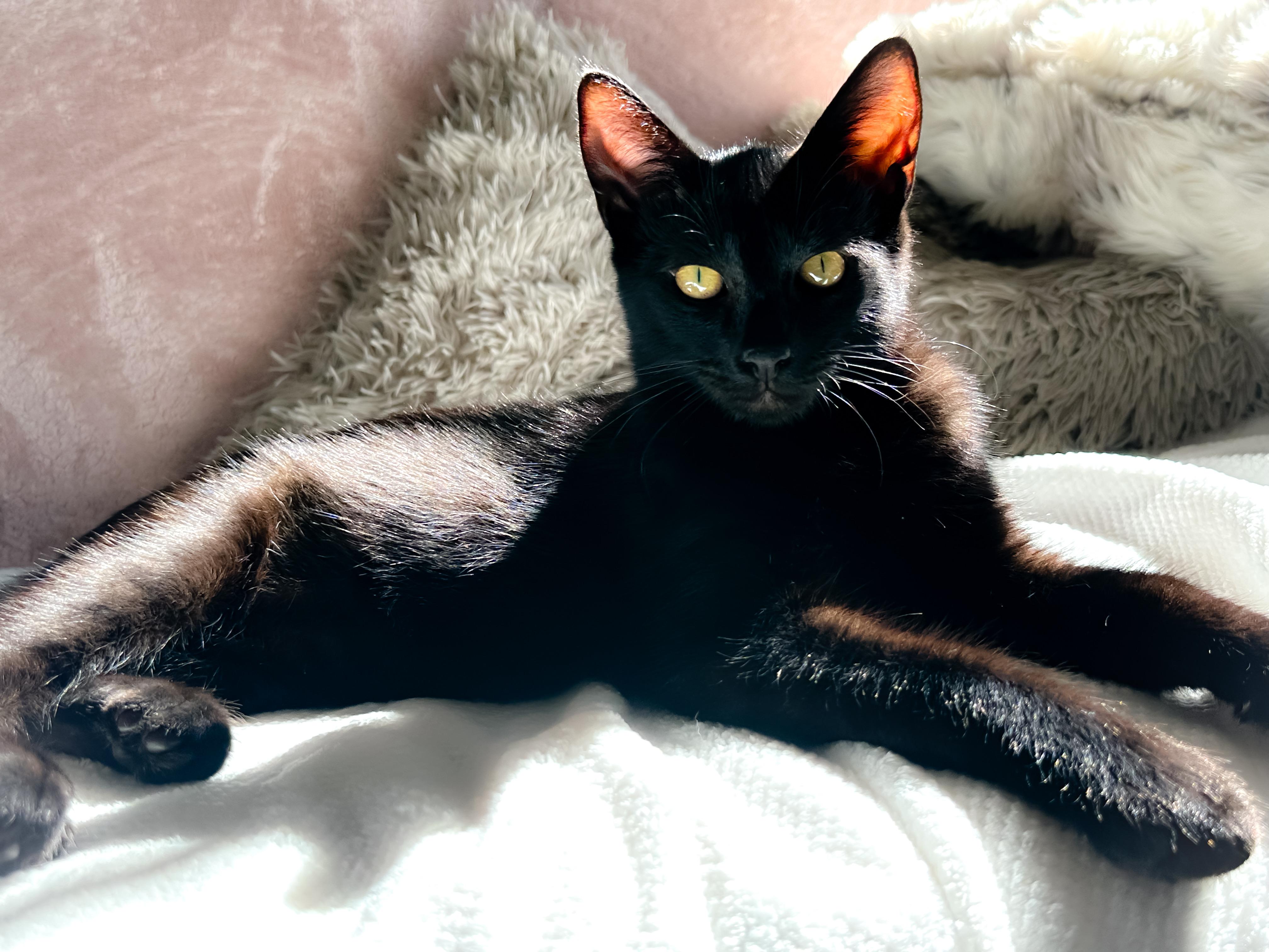 Enlarge Chibs, a Adoptable Domestic Short Hair in Oakley, CA image 4/4