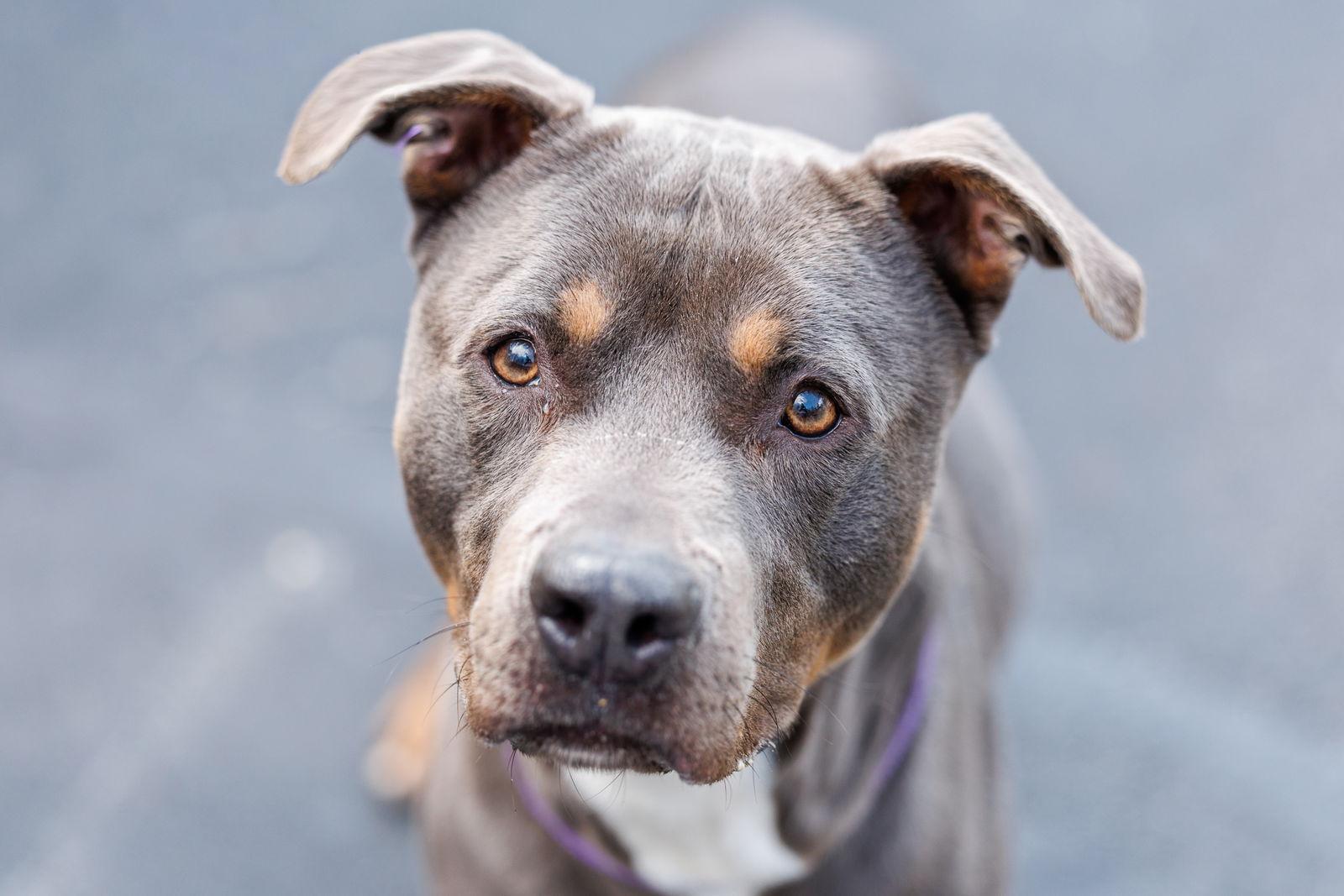 Moe, a Adoptable Mixed Breed in Durham, NC image 1/2