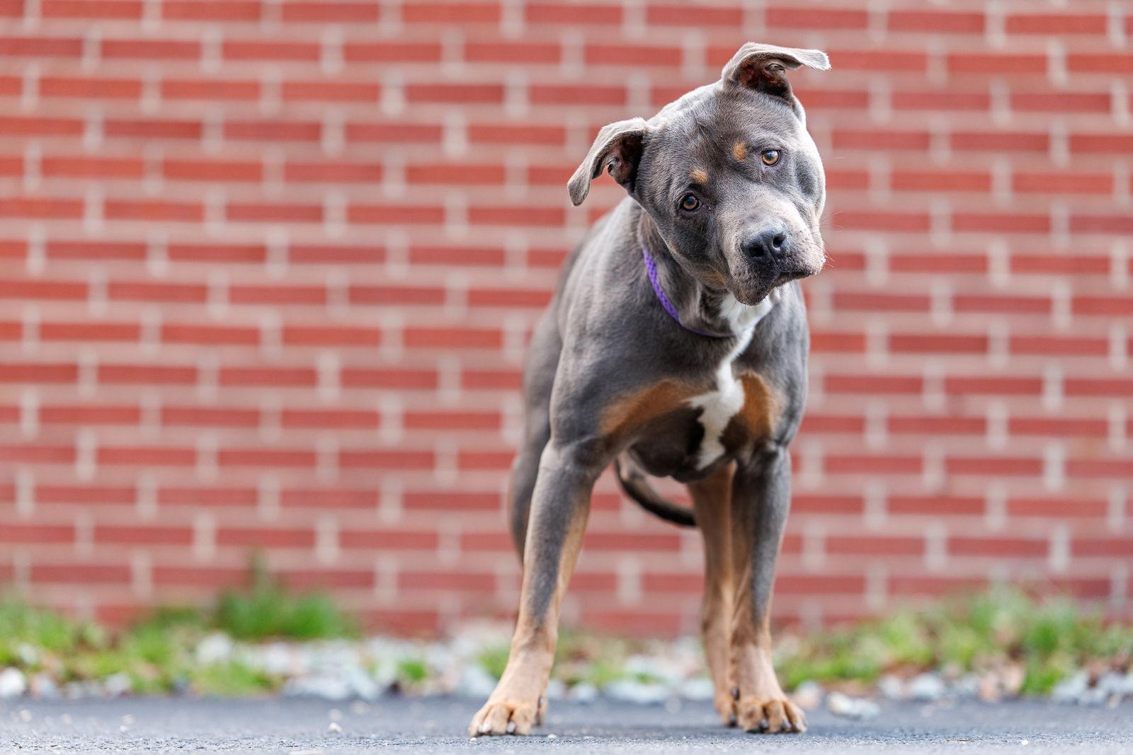 Moe, a Adoptable Mixed Breed in Durham, NC image 2/2