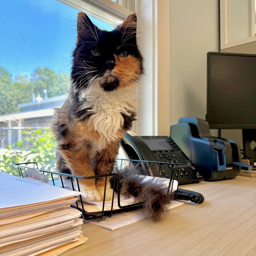 Mia, Adoptable, Senior Female Domestic Medium Hair.