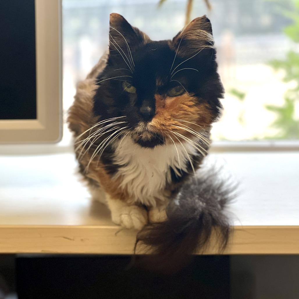 Mia, a Adoptable Domestic Medium Hair in East Hampton, NY image 2/6