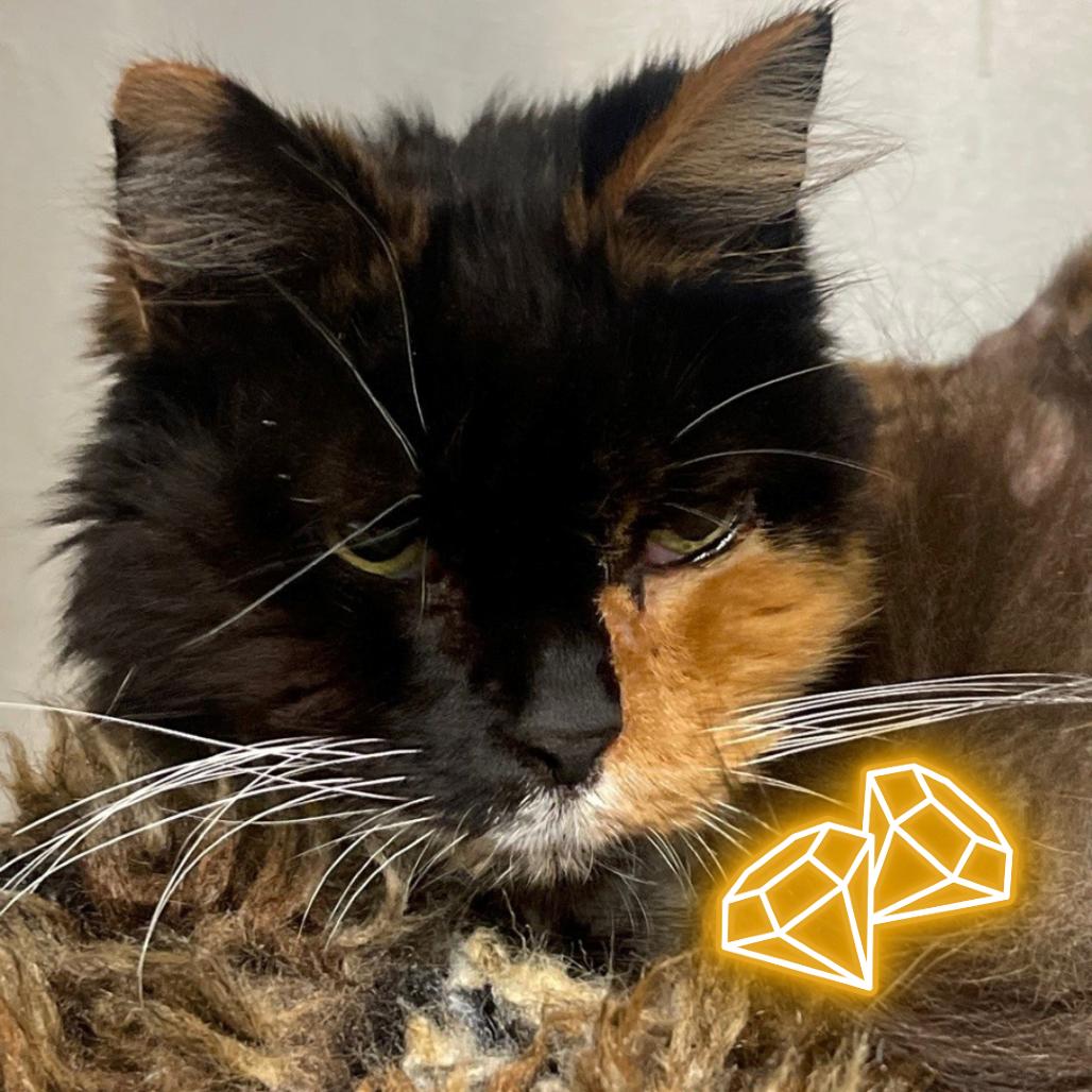 Mia, a Adoptable Domestic Medium Hair in East Hampton, NY image 3/6