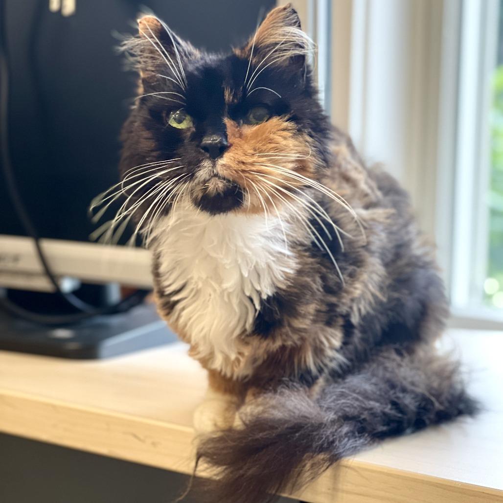 Mia, a Adoptable Domestic Medium Hair in East Hampton, NY image 4/6