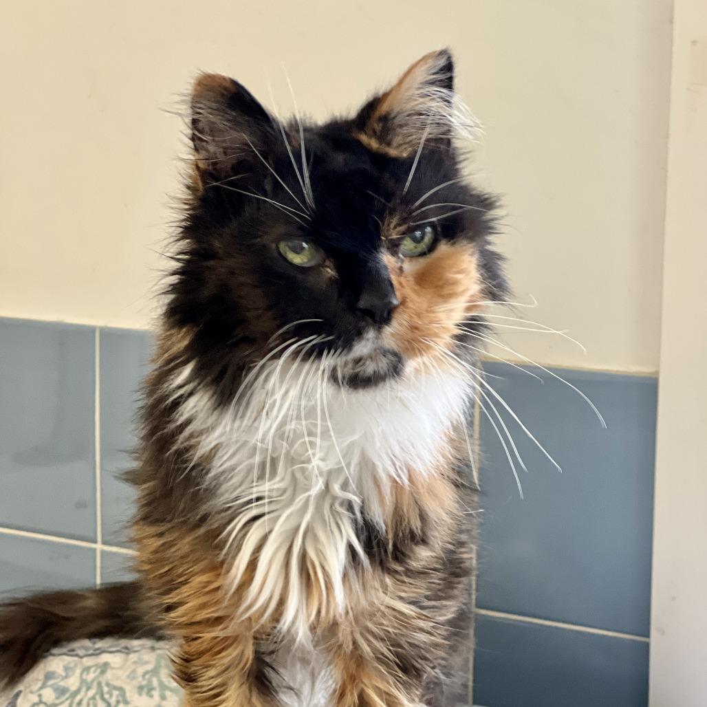 Mia, a Adoptable Domestic Medium Hair in East Hampton, NY image 5/6