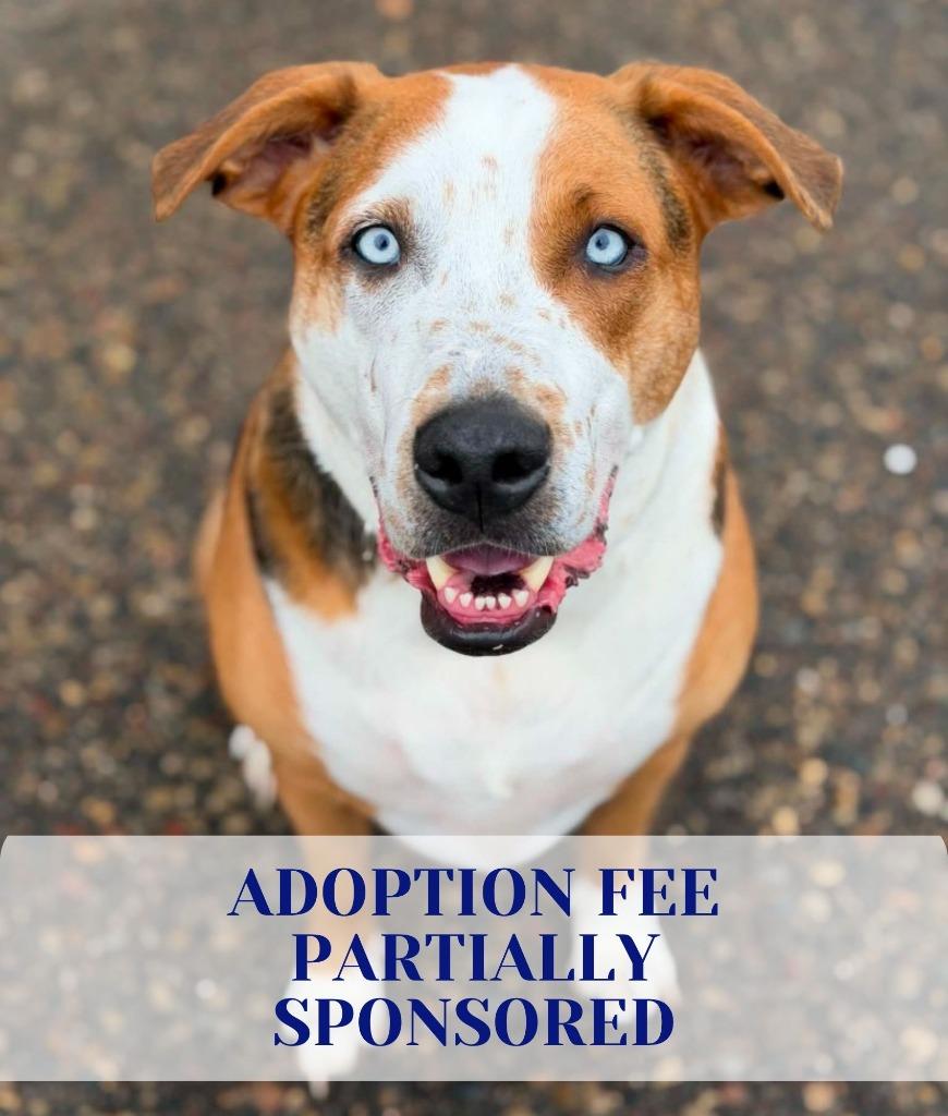 Toms, a Adoptable mixed breed in Savage, MN image 1/6
