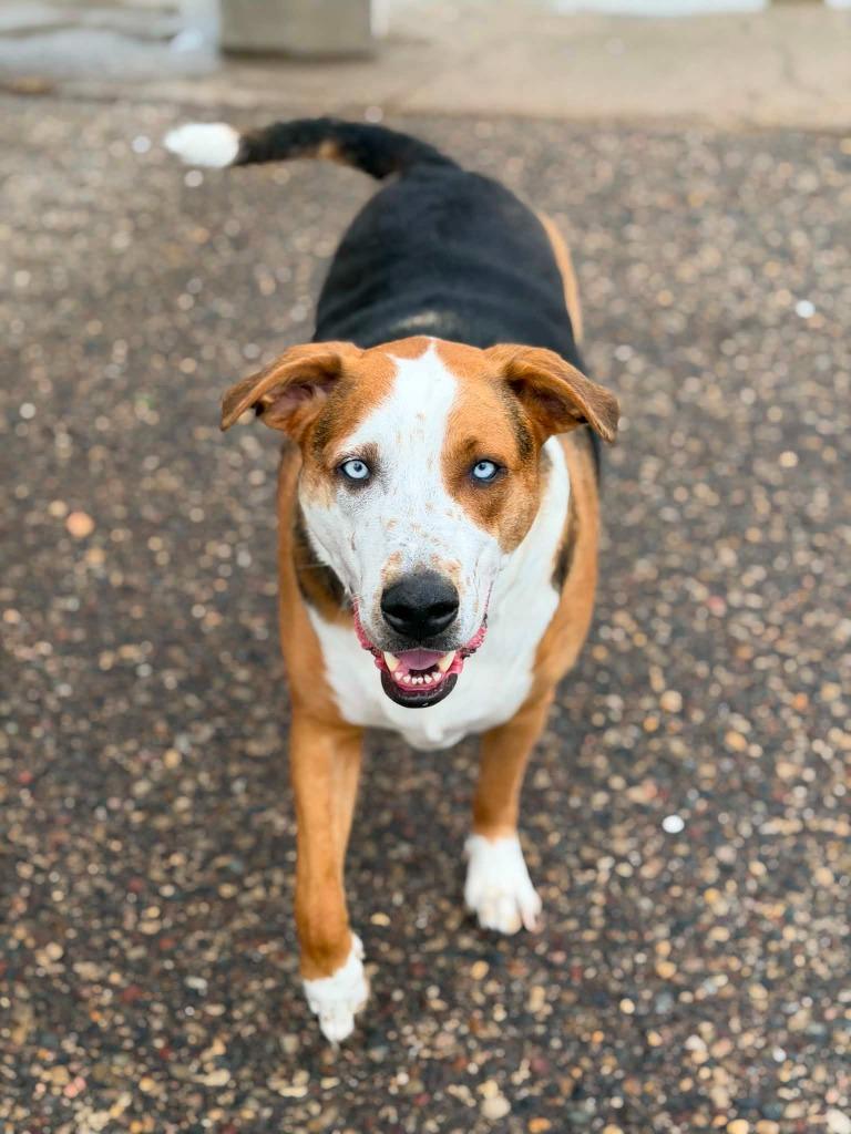 Toms, a Adoptable mixed breed in Savage, MN image 2/6