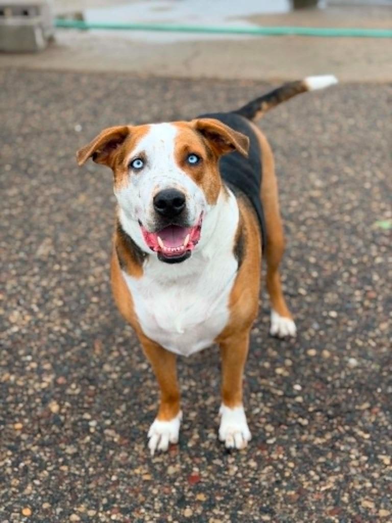 Toms, a Adoptable mixed breed in Savage, MN image 3/6