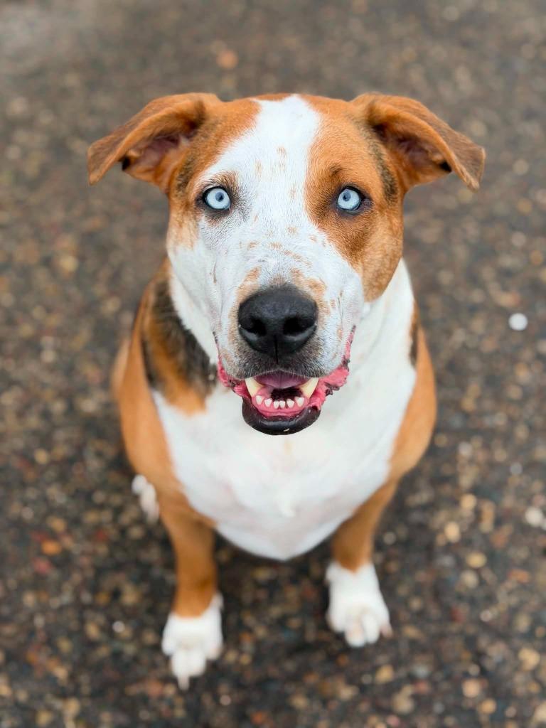 Toms, a Adoptable mixed breed in Savage, MN image 4/6