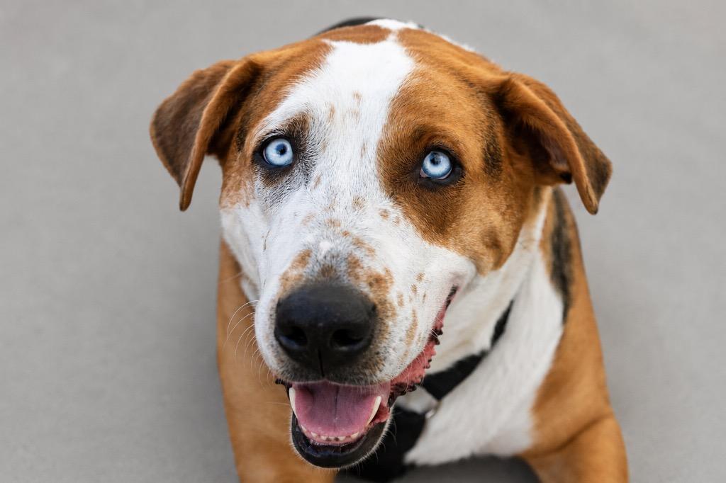 Enlarge Toms, a Adoptable mixed breed in Savage, MN image 4/5