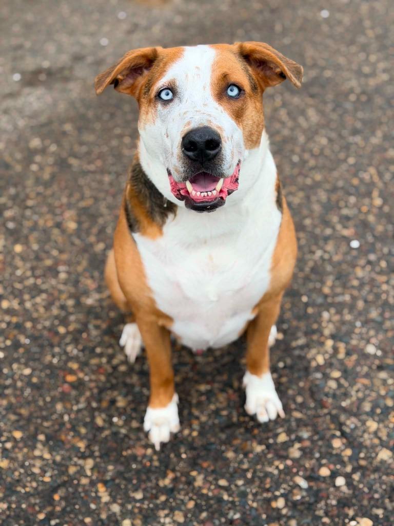 Enlarge Toms, a Adoptable mixed breed in Savage, MN image 5/5