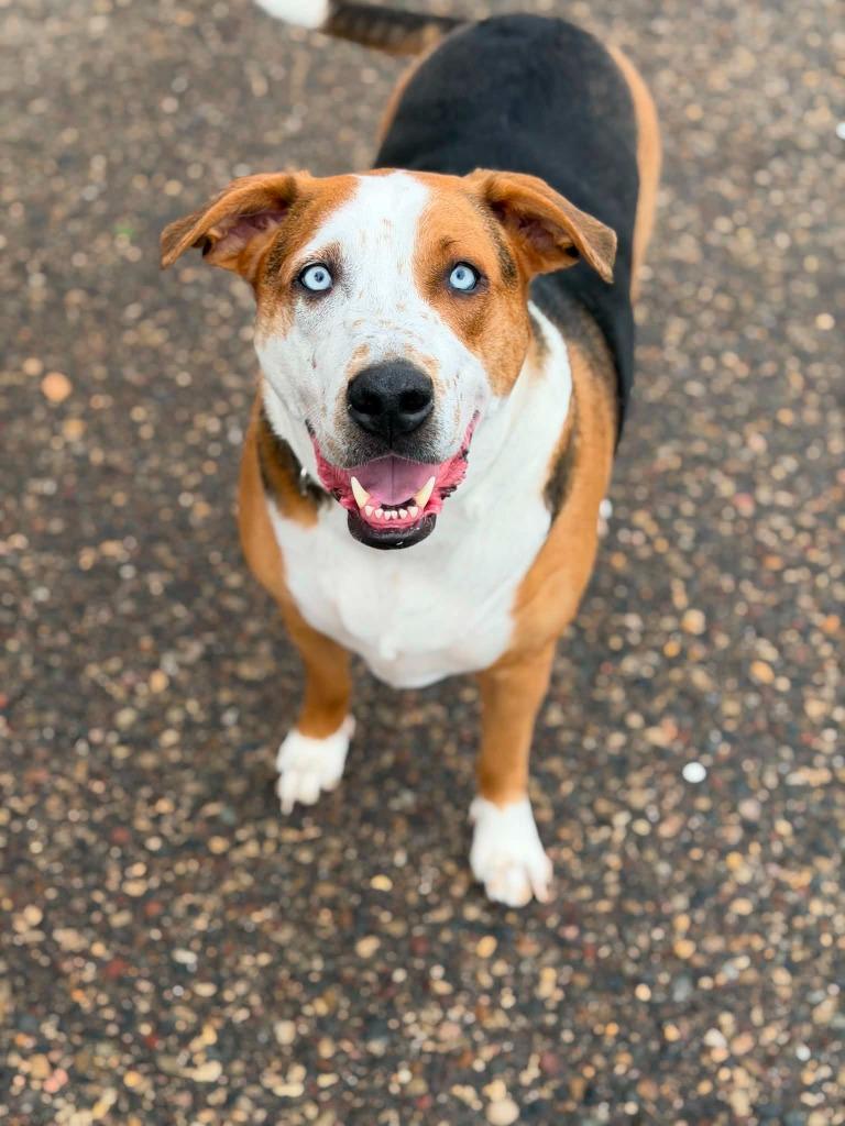 Toms, a Adoptable mixed breed in Savage, MN image 5/6
