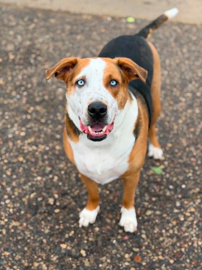 Toms, a Adoptable mixed breed in Savage, MN image 6/6
