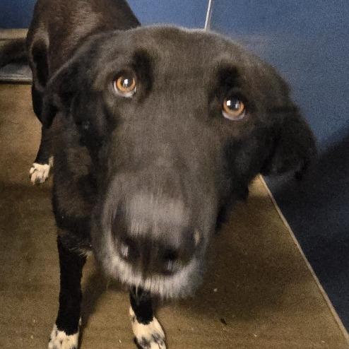 Buddy, a Adoptable mixed breed in Montgomery, AL image 1/2